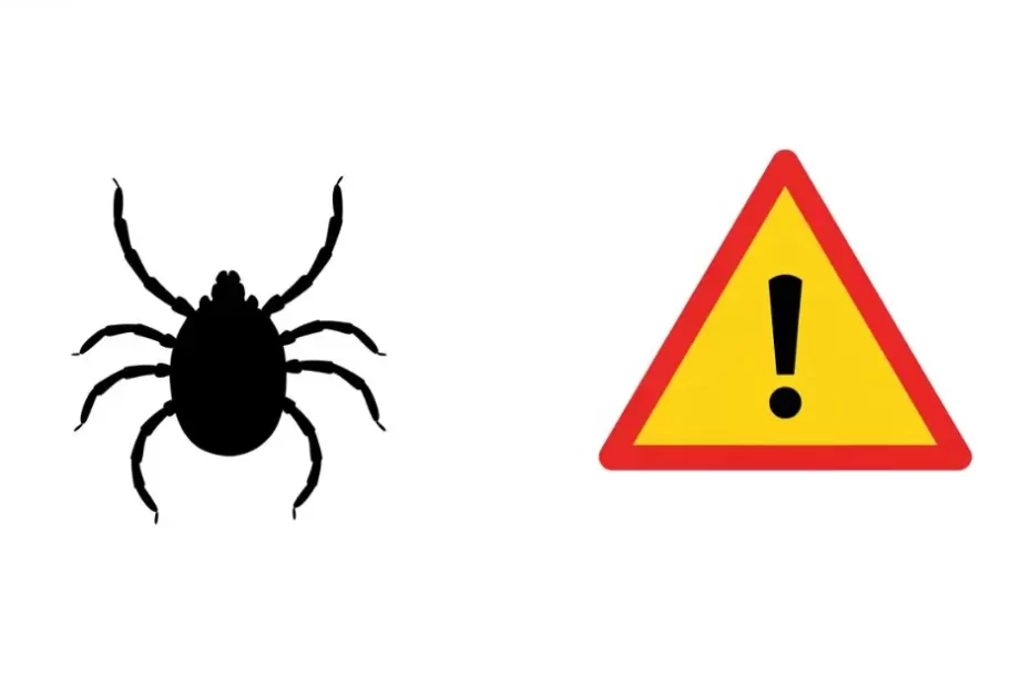 3 Enfermedades Peligrosas Que Transmiten las Garrapatas enfermedades por garrapatas